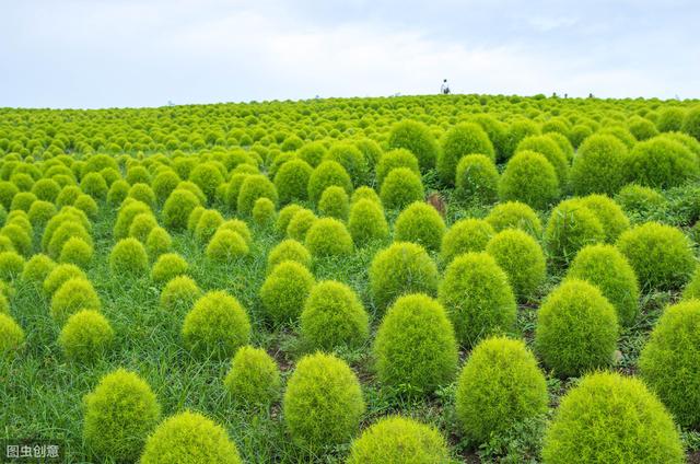 地肤的栽培技术，种植方法教给大家，想要学习的别错过哟