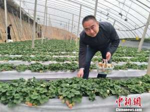 白色草莓种植基地(河北行唐县一农民种植20多亩“白草莓” 年入200余万元)