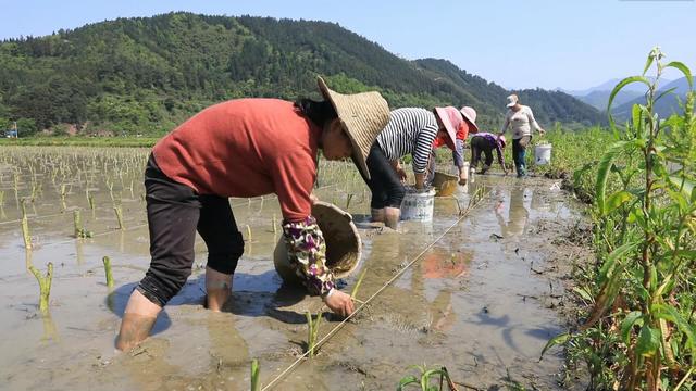 视频丨永州江永：抢抓农时 5万亩香芋种植忙