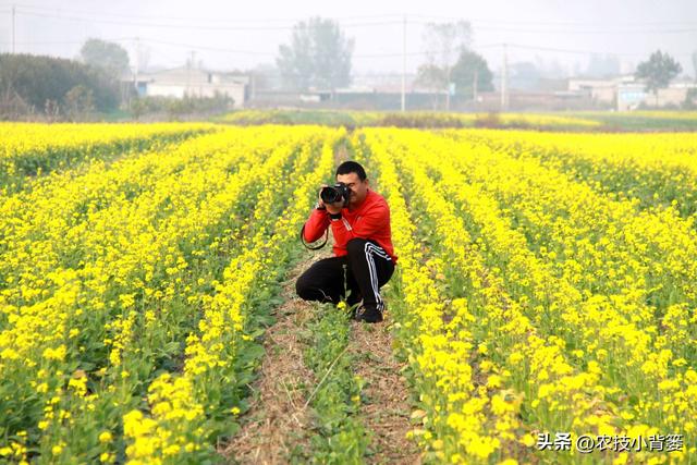 高产油菜有哪些种植管理技巧？从种到收重点抓好这8点