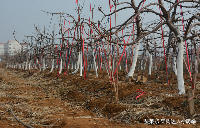 大樱桃栽培管理标准化都有些哪些技术，你学习了解了吗