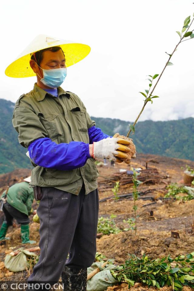 广西龙胜：苗乡油茶种植忙