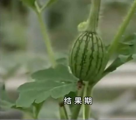 露天西瓜如何栽培？露天西瓜种植管理技术