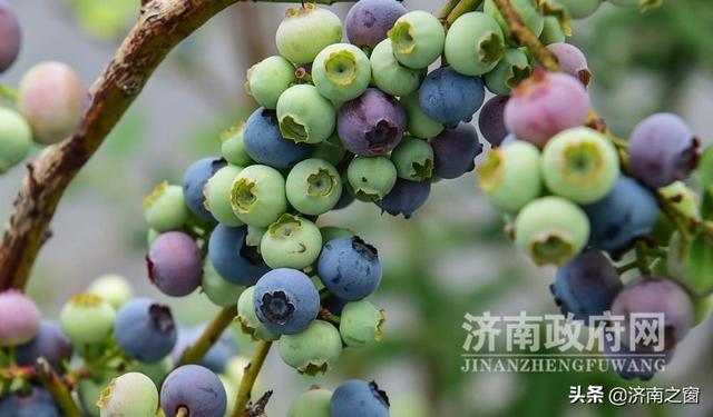 《济南人物》济南市蓝莓种植领头雁 杨松泼