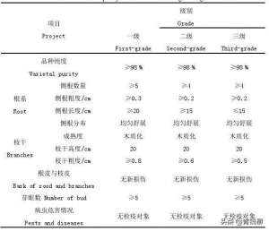 红玫瑰葡萄种植技术(阳光玫瑰葡萄栽培技术)