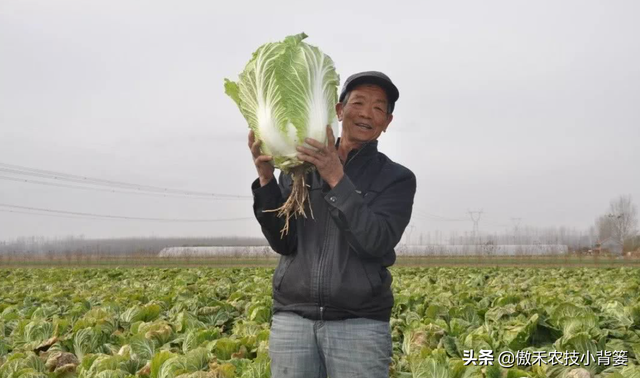 种植大白菜抓好这几个阶段的浇水与控水，前期长势好、后期产量高