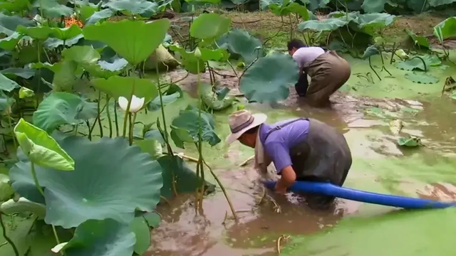 淤泥遮盖不住的美味，莲藕好吃，采挖难，藕池虽小，产量高