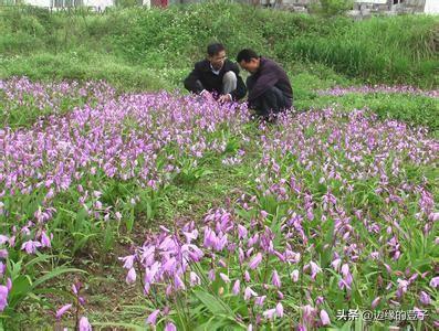 白芨应该如何种植？白芨的核心种植技术和施肥方法