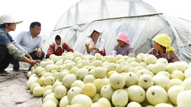 如何种植甜瓜才能高产，长得好？浇对水很重要