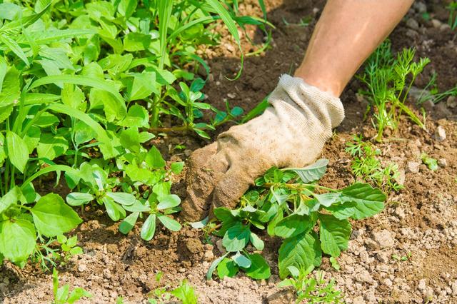 掌握香茅5个栽培要点，高产高油不难