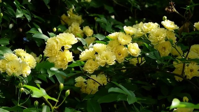 如何种植木香花？注意以下几点，养出合格木香花