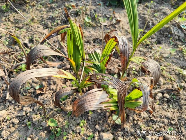 白芨种植技术（白芨苗几月份栽）