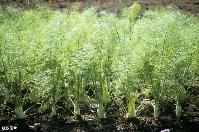 新疆北疆地区的朋友们，告诉你小茴香滴灌高产栽培技术