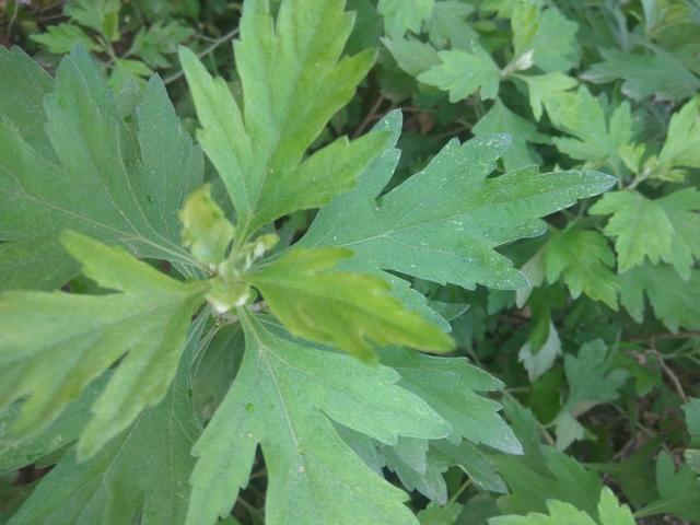 小菜园日记，艾草的种植时间和种植方法