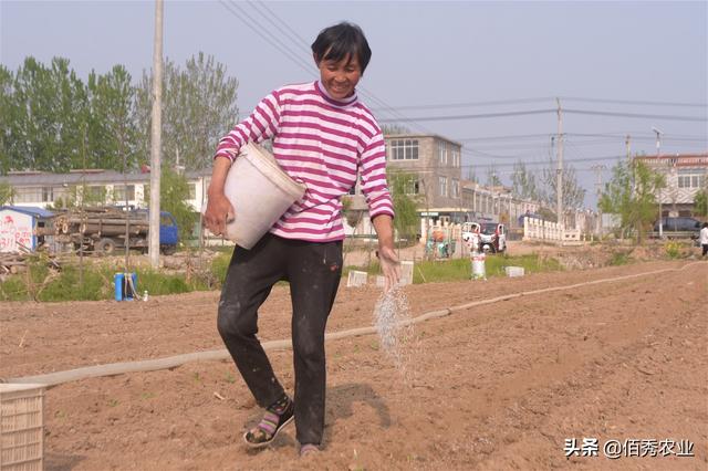 芍药田套种知母，农村人掌握这个技术，种植效益翻一倍