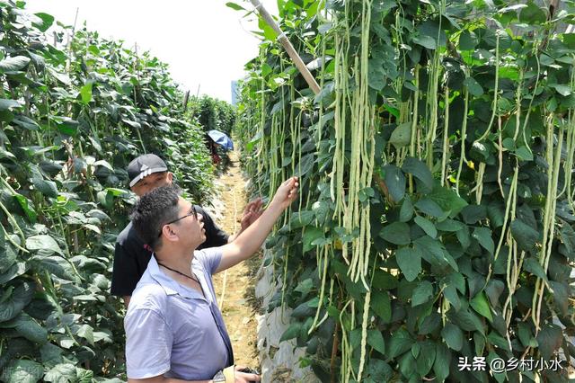 豇豆高产种植有技巧？老师傅教你6点，豇豆多开花、多结荚