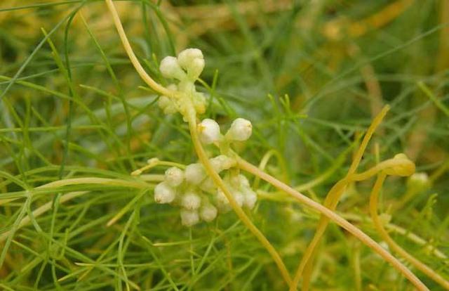 种植菟丝子的种植技术