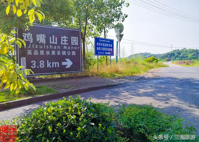 长沙南部有个蓝莓基地，果大微酸带甜味，初夏已进入盛果采摘期