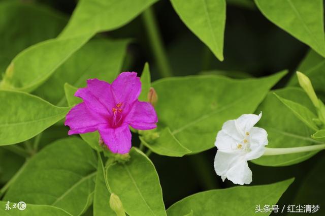 在暮色里，采集紫茉莉的花籽