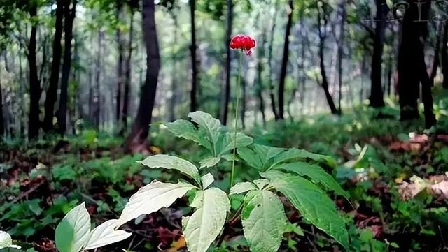 为什么野生人参能卖出300万天价，而人工种植的却论斤卖？