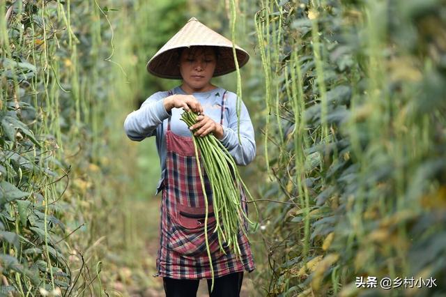 豇豆高产种植有技巧？老师傅教你6点，豇豆多开花、多结荚