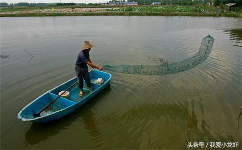 年底，给大家梳理一下养虾的整个流程，并附上每一步具体操作方法