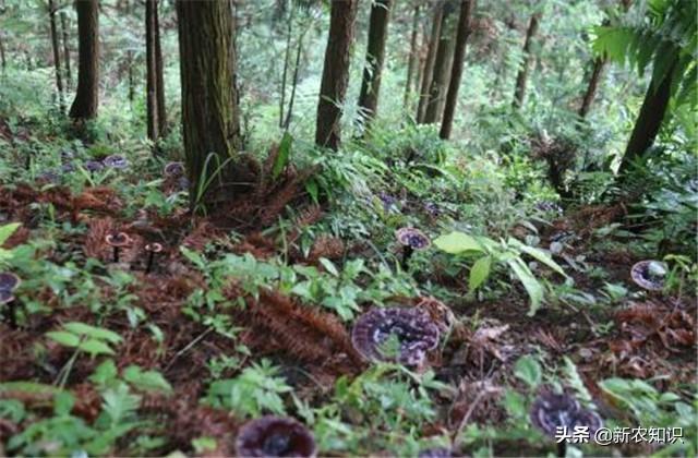 林下仿野生灵芝，高产高效栽培技术，种植过程中这些需要了解一下