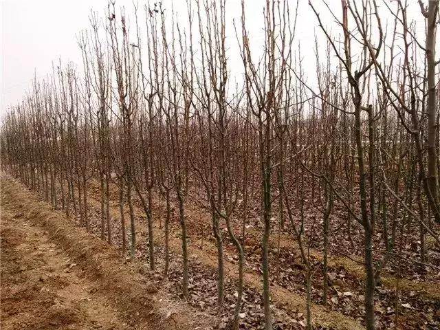 彩叶豆梨——一个前景被看好的开花彩叶乔木