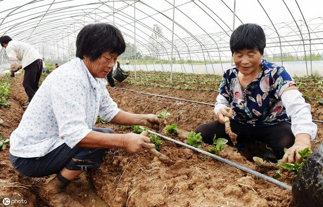 南方露地草莓怎样种植？施肥、起垄、选苗、定植、覆膜……全在这