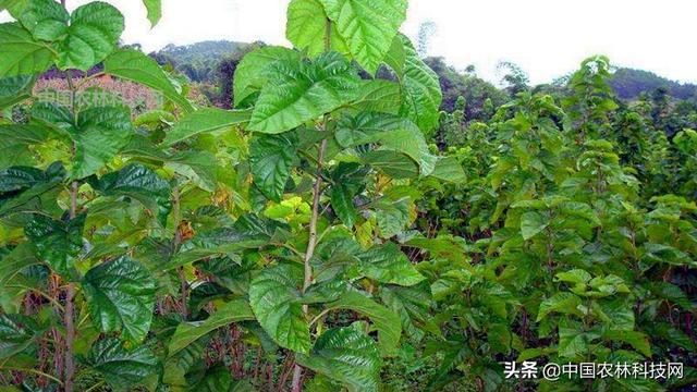 干货来啦！桑树的种植技术要点