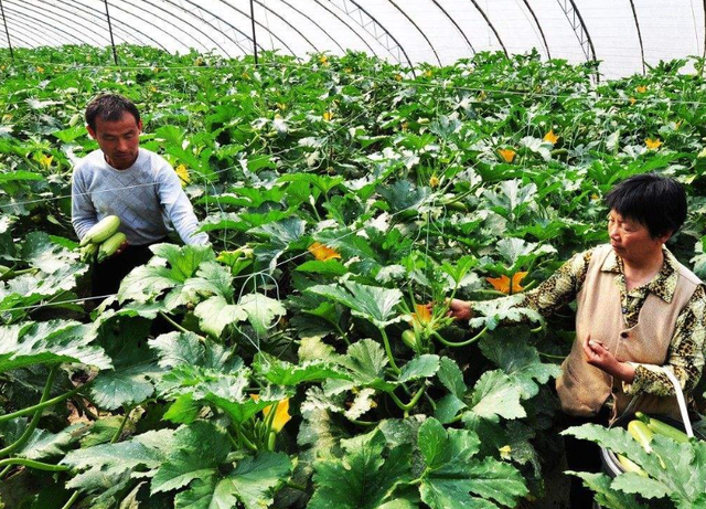 早春西葫芦高产栽培技术，及定植后管理，你都了解了吗？