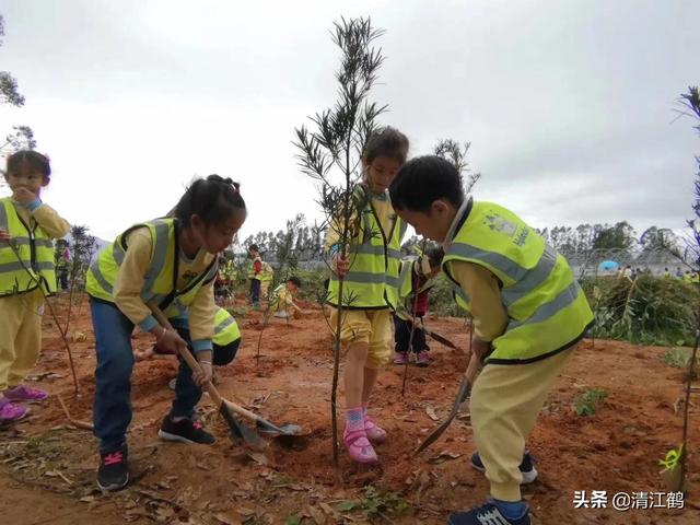 植的树成活率低啥原因？与泥土回填有关，泥土回填有技巧