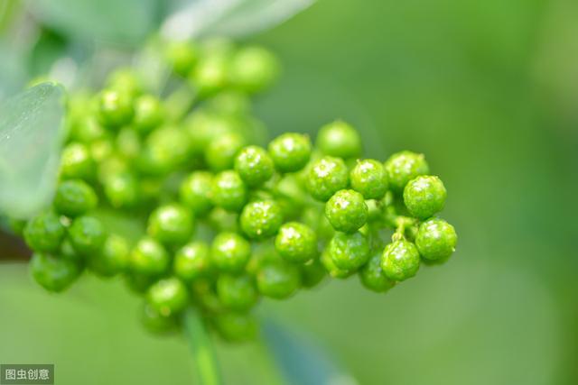 青花椒栽培管理技术，掌握以下技巧，提高青花椒的产量和品质