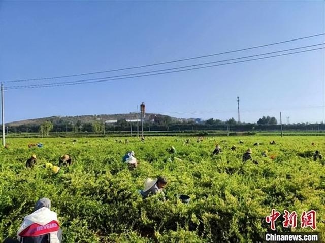 福顺金银花综合开发专业合作社章程