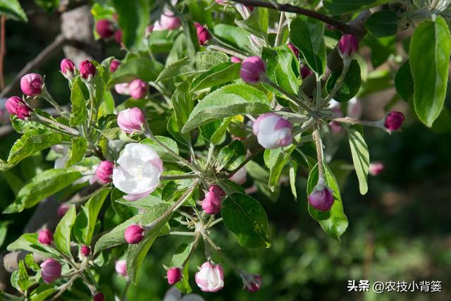 果树萌芽期、花芽分化期、花期、结果期各需要怎样的温度与湿度？