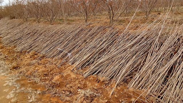 大榛子种植技术｜园地准备、栽植方法、当年管理