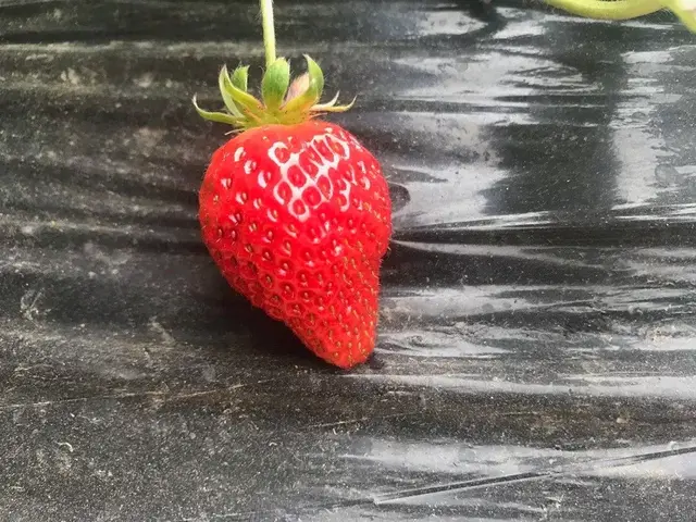 草莓种植哪个品种最好(草莓品种选得好，高产致富别别人早这15种高产草莓品种你都了解吗？)