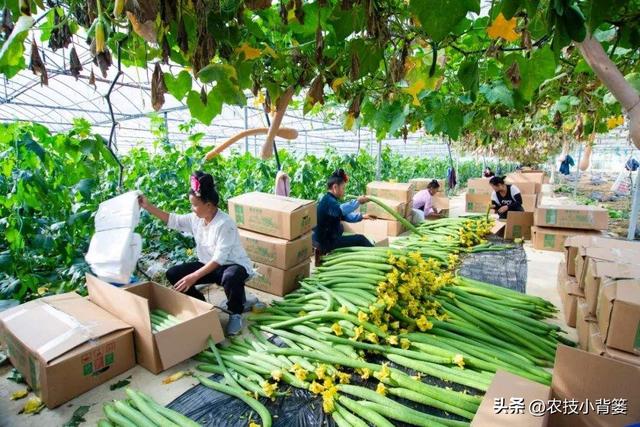 丝瓜如何种植管理才能更优质更高产？记住这6个种植管理技巧