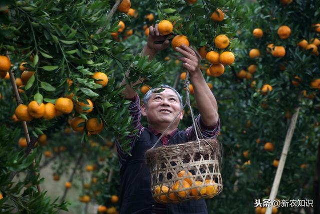 新农知识——果树栽培管理措施及种植技术，要点分析