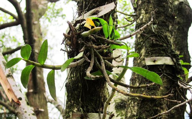 这5种药材，除了当归需求平衡，其他种植前景都看好