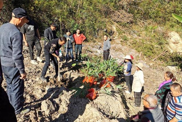 鹤峰下坪：开荒百亩进行箬叶青钱柳套种提升经济效益