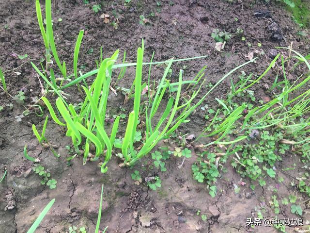 要想种好韭菜，从韭菜根开始说起，原来有些种植方法是错的