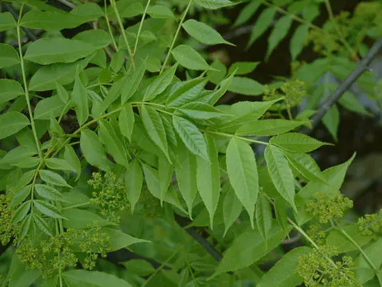 农业防虫防病增产小方法，简单易操作，完全值得一试，仅供参考哦