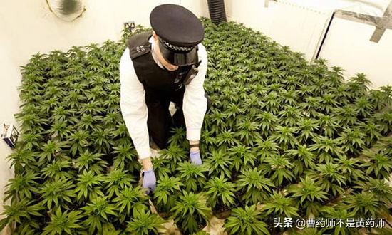 大麻是个什么鬼?私自种植属违法，偷偷经营警察抓！