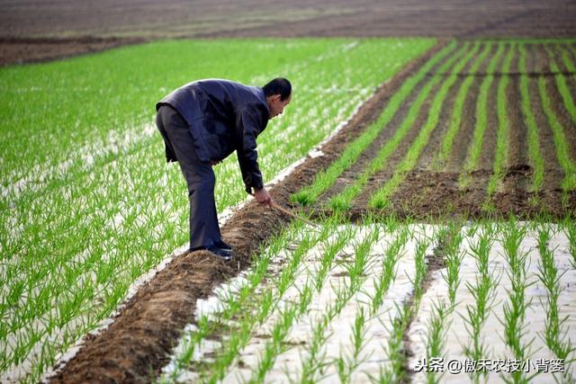 大蒜巧播、巧种、巧管理，确保一播全苗、出苗齐壮、高产丰收