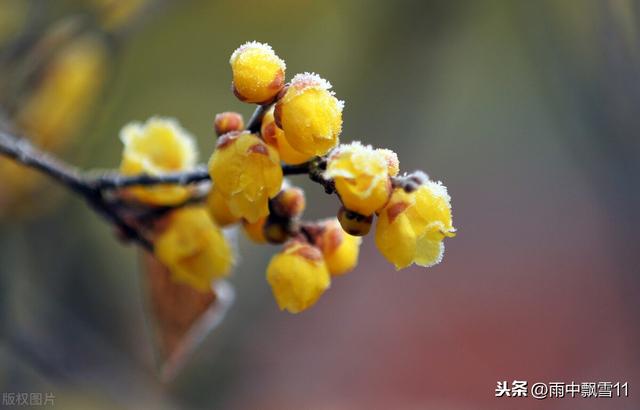 如何使盆栽腊梅多开花？做好这5点，腊梅开花多而香，花期更长久