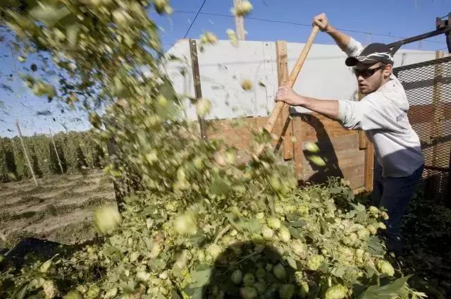 中国啤酒花种植现状不完全报道