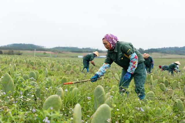 国内最大仙人掌种植园谋划全产业链融合发展