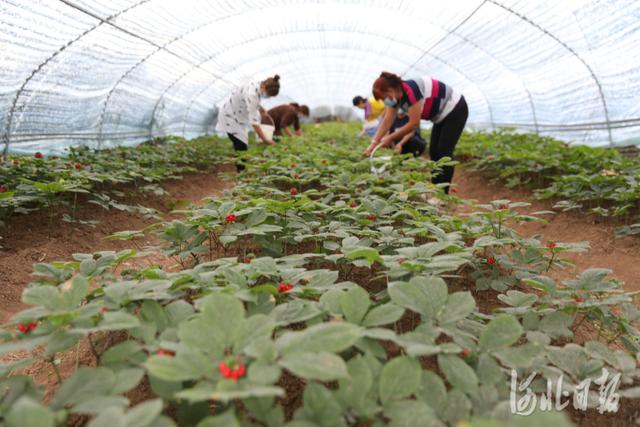 河北承德：人参特色种植助农增收