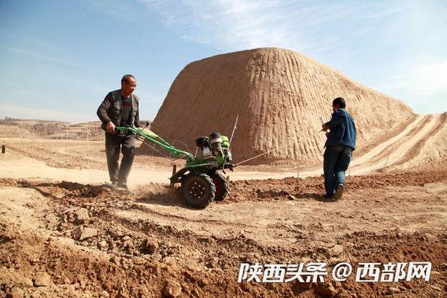 荒山变果园 吴堡李家河村打造千亩山地苹果基地